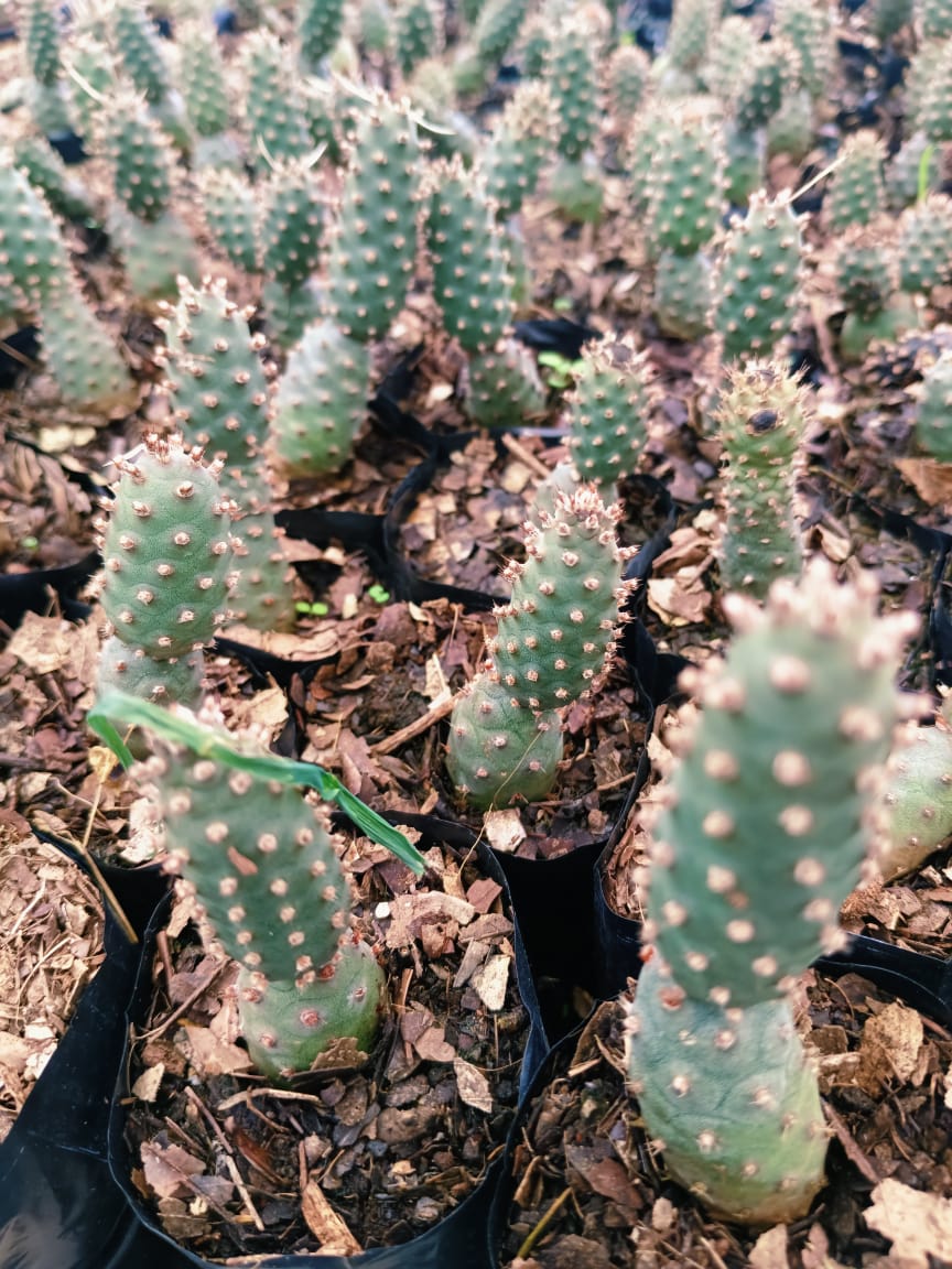 (CA 34) Tepro cactus
