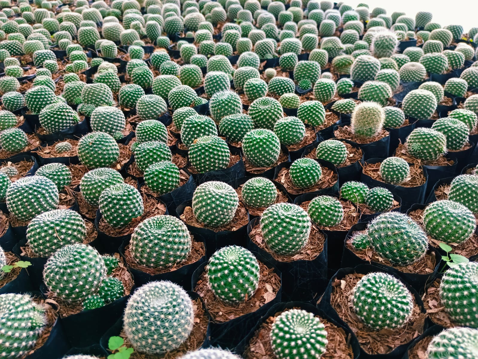 Künstlicher Kaktus mit Stacheligen, Faux Wüste Opuntia Humifusa, Haus  Tropical Floral, Ball Form Pflanzendekor, Garten Grün Arrangement - .de
