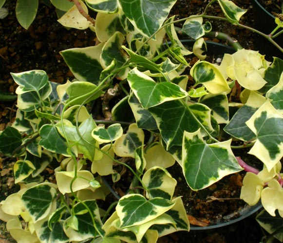 (MI 02) Senecio macroglossus Wax Ivy Plant