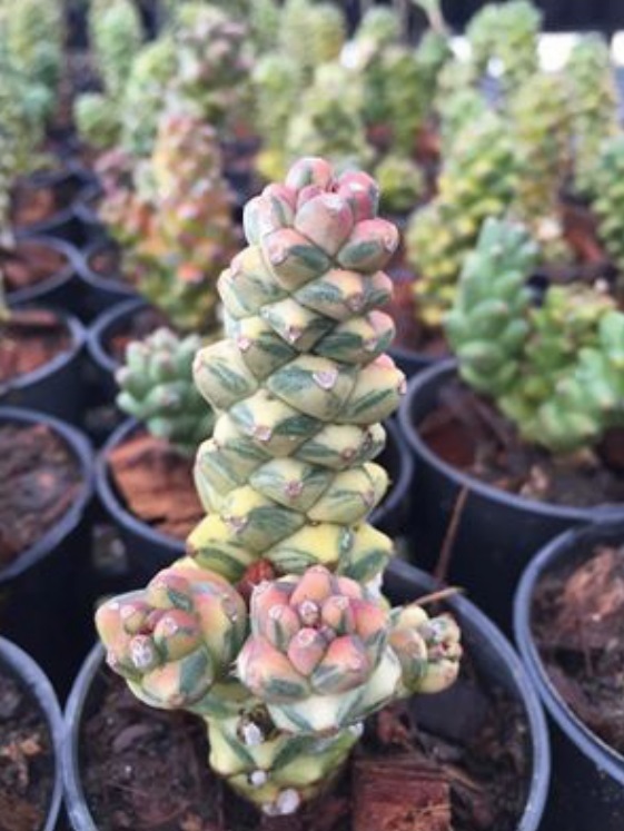 (SU 60) Euphorbia ritchiei