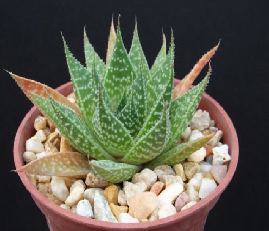 (SU 52) Aloe aristata