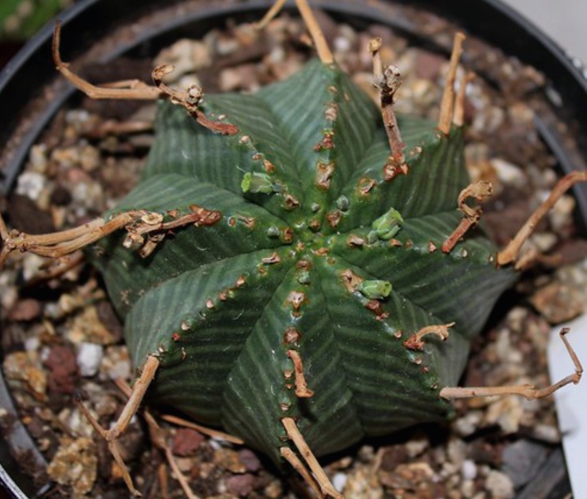 (SU 58) Euphorbia meloformis