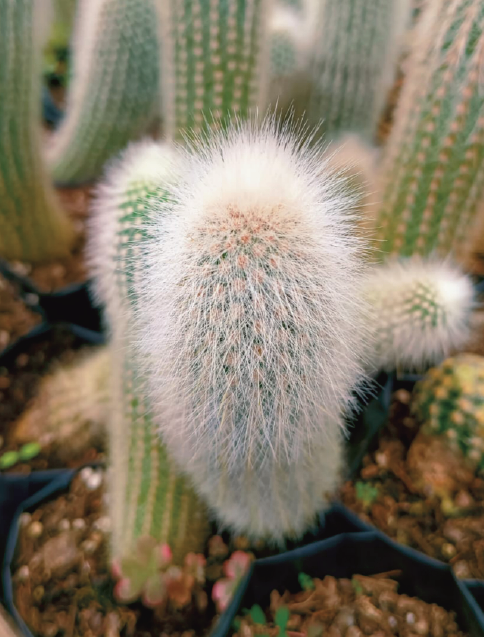 (CA 41) Clesto cactus 