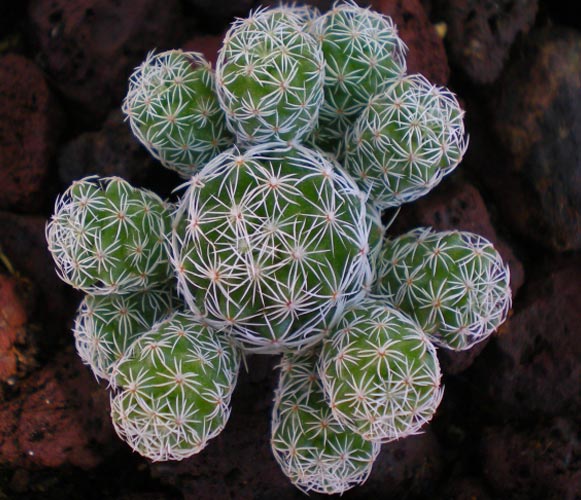 (CA 08) Mammillaria vetula Thimble Cactus