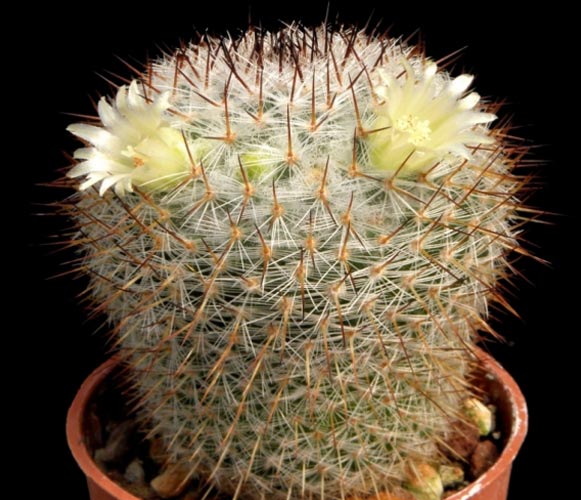 (CA 06) Mammillaria halbingeri Pin Cushion Cactus