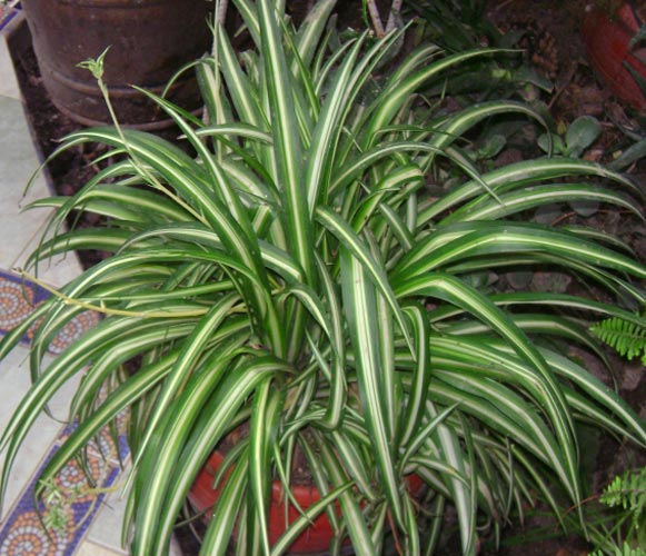 (MI 08) Chlorophytum comosum Spider Plant