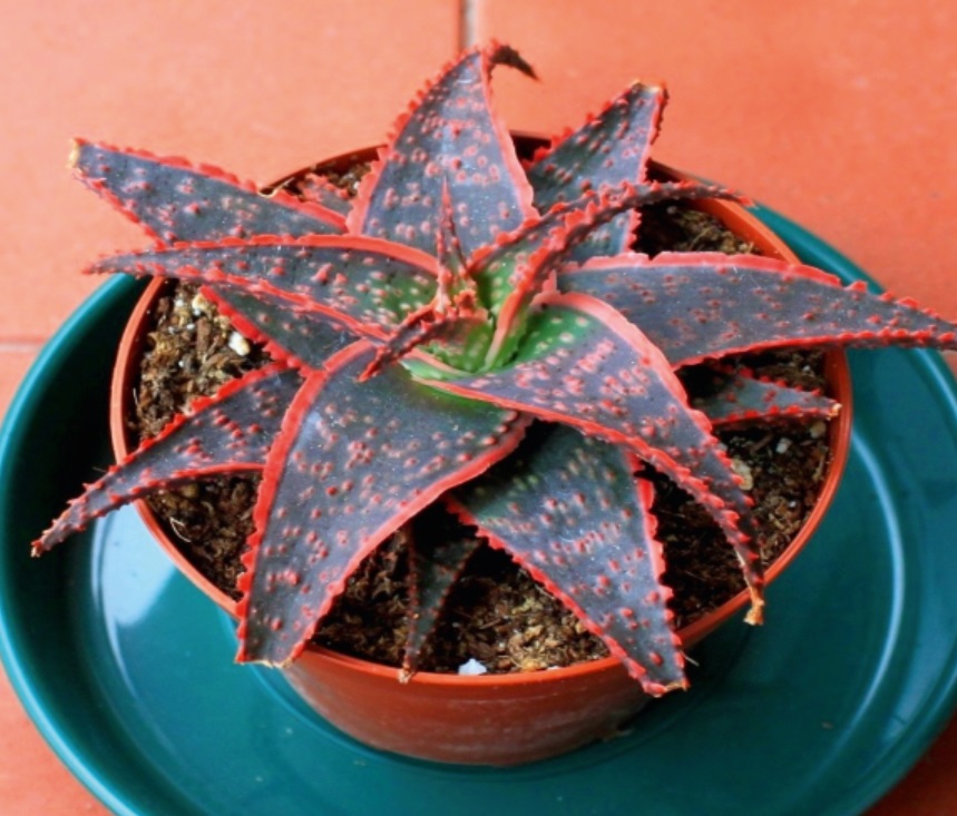 (SU 50) Aloe maculata