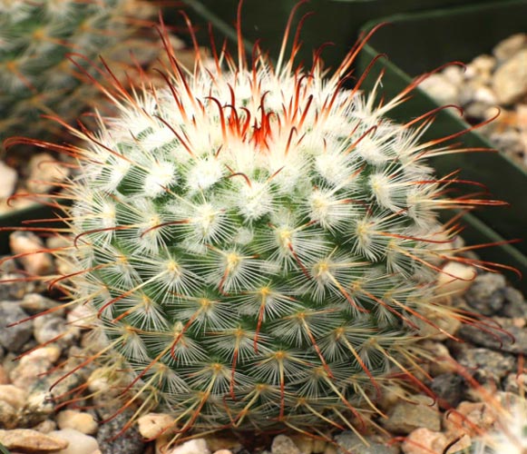 (CA 04) Mammillaria bombycina Silken Pin Cushion Cactus