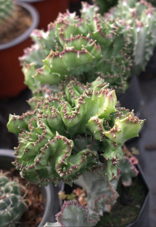 (SU 75) Euphorbia lactea cristata