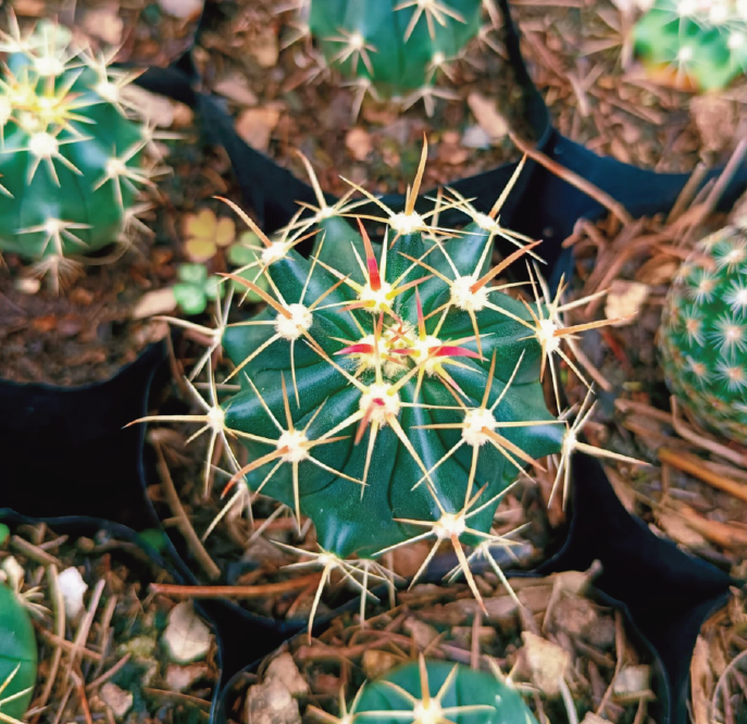 (CA 42) Fero cactus horidus 